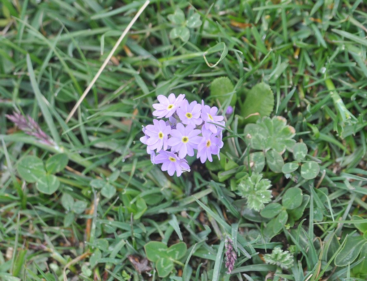 Изображение особи Primula algida.