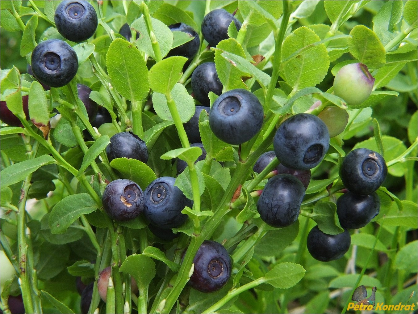 Изображение особи Vaccinium myrtillus.