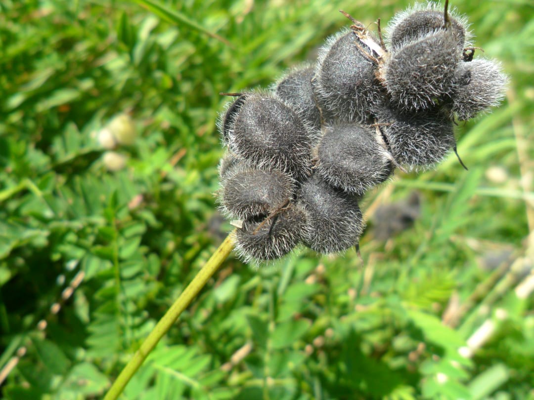 Изображение особи Astragalus cicer.