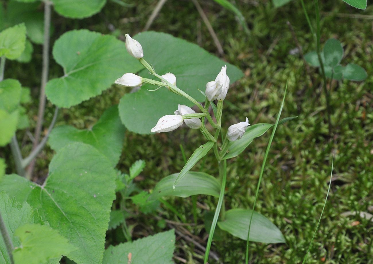 Изображение особи Cephalanthera damasonium.