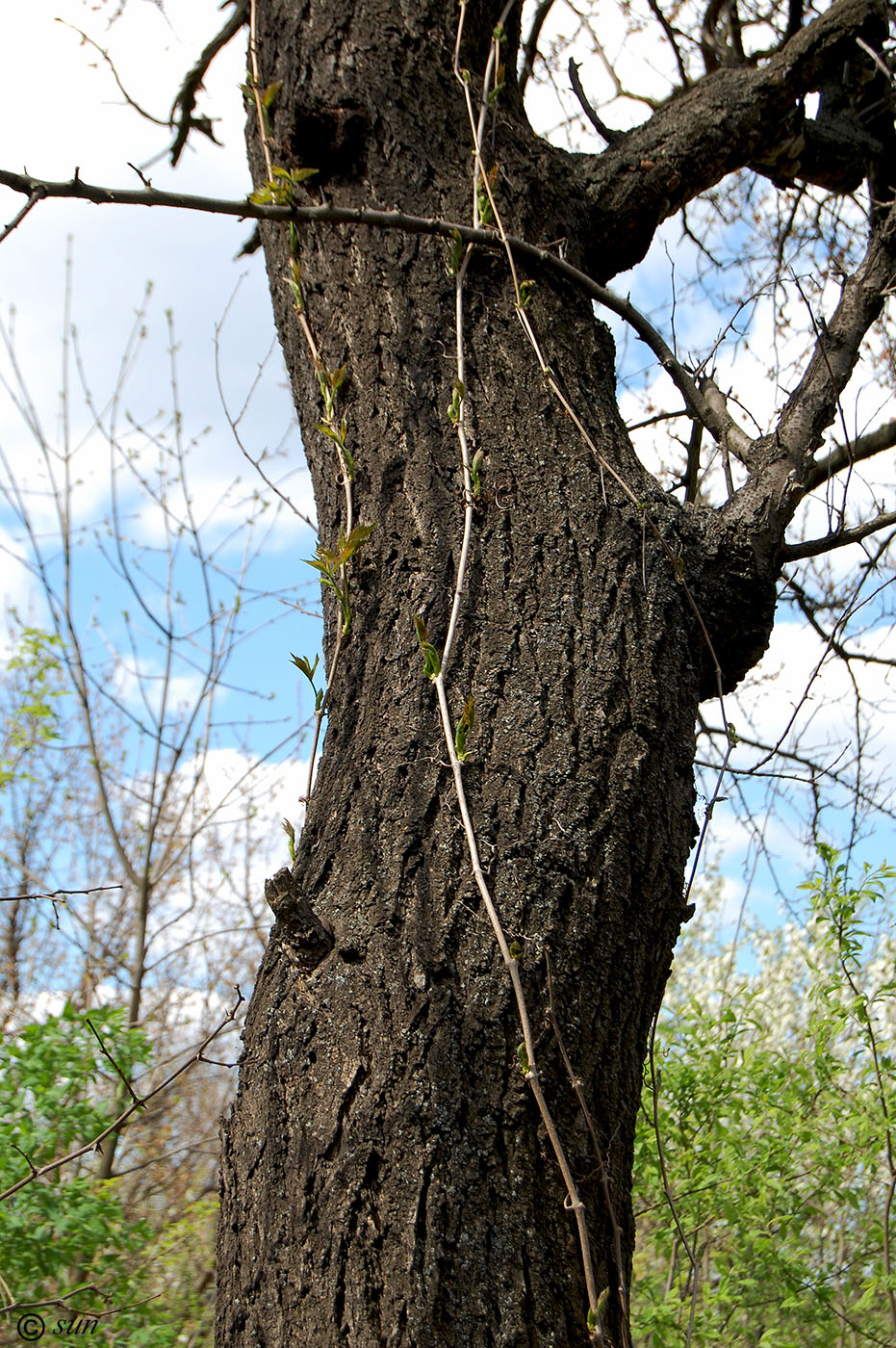 Image of Parthenocissus quinquefolia specimen.