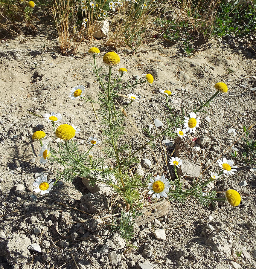 Image of Anthemis altissima specimen.