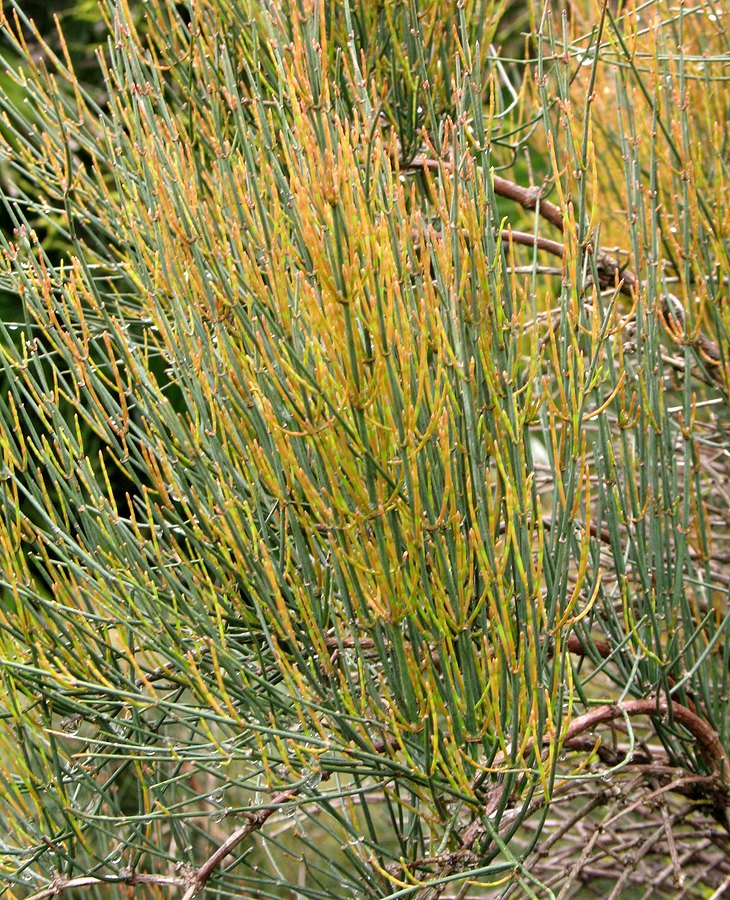 Image of Ephedra procera specimen.