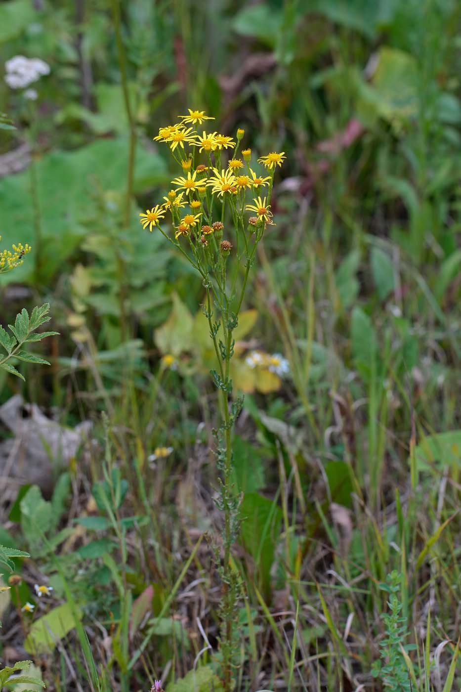 Image of Senecio erucifolius specimen.