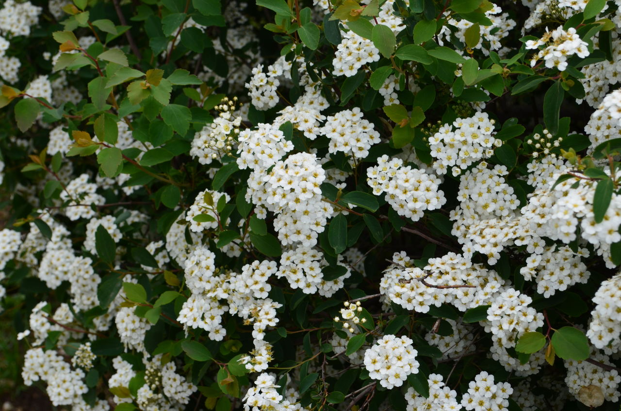 Image of Spiraea &times; vanhouttei specimen.