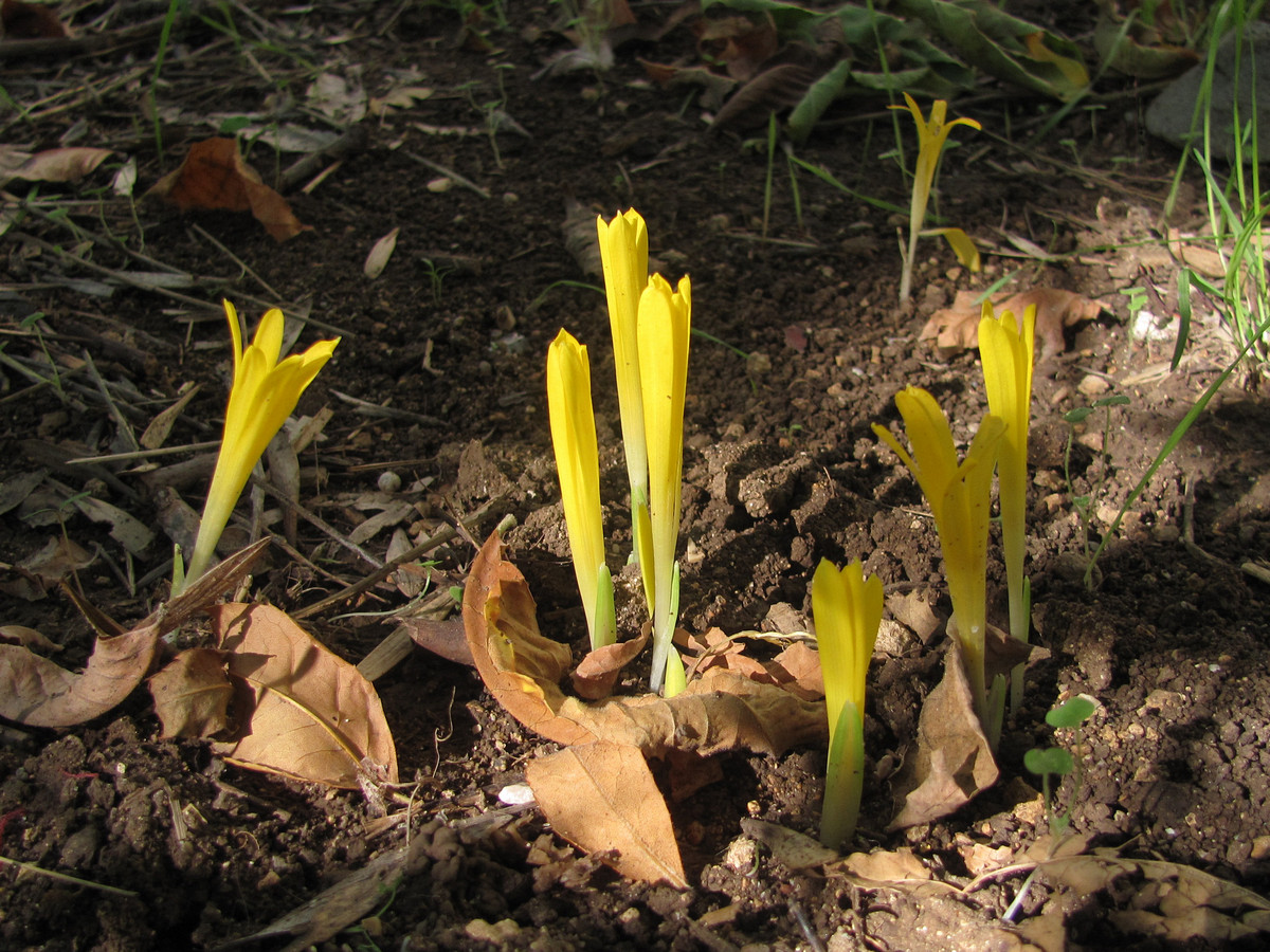 Image of Sternbergia colchiciflora specimen.