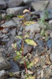 Persicaria lapathifolia