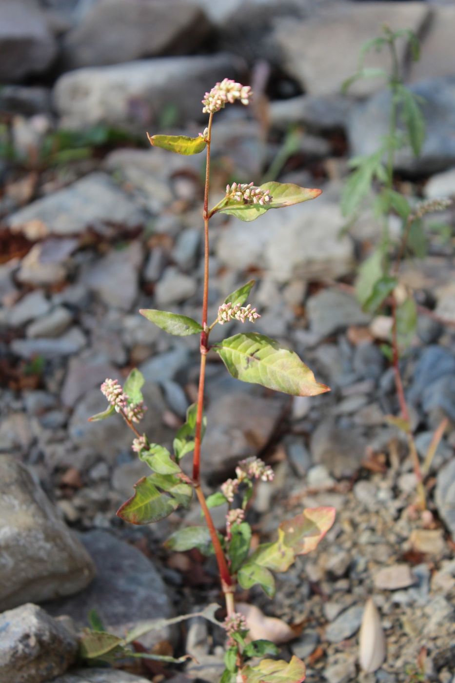 Image of Persicaria lapathifolia specimen.