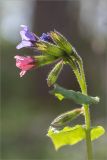 Pulmonaria obscura