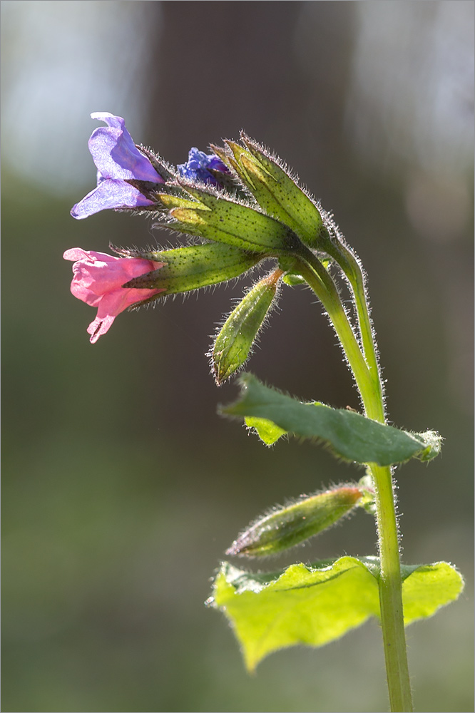 Изображение особи Pulmonaria obscura.