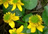 Caltha violacea