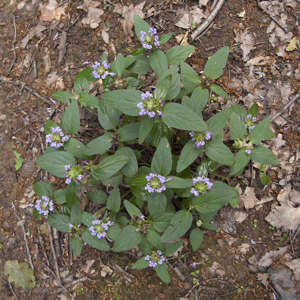 Image of Prunella vulgaris specimen.