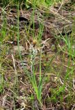 Carex nigra