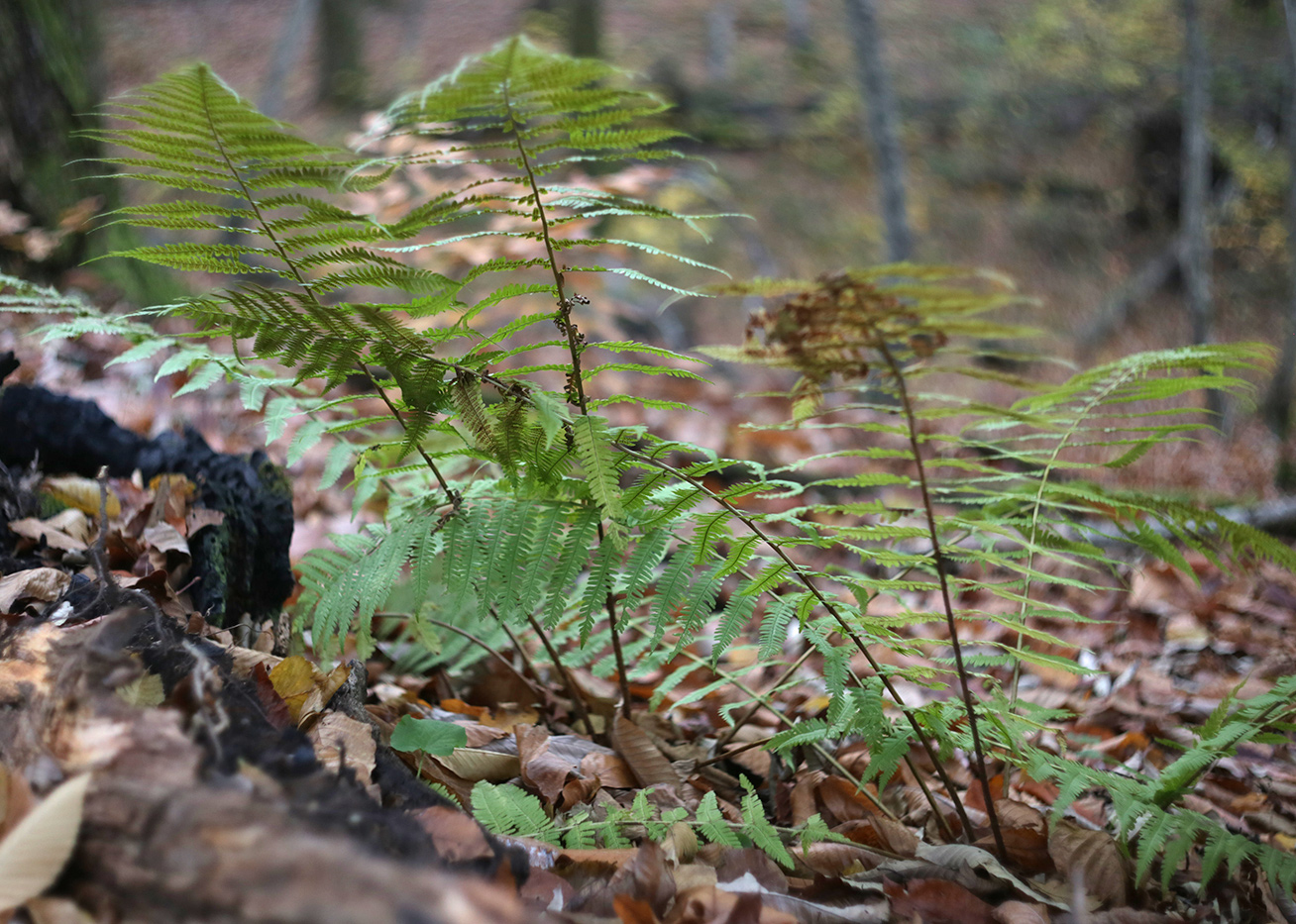 Image of Dryopteris filix-mas specimen.