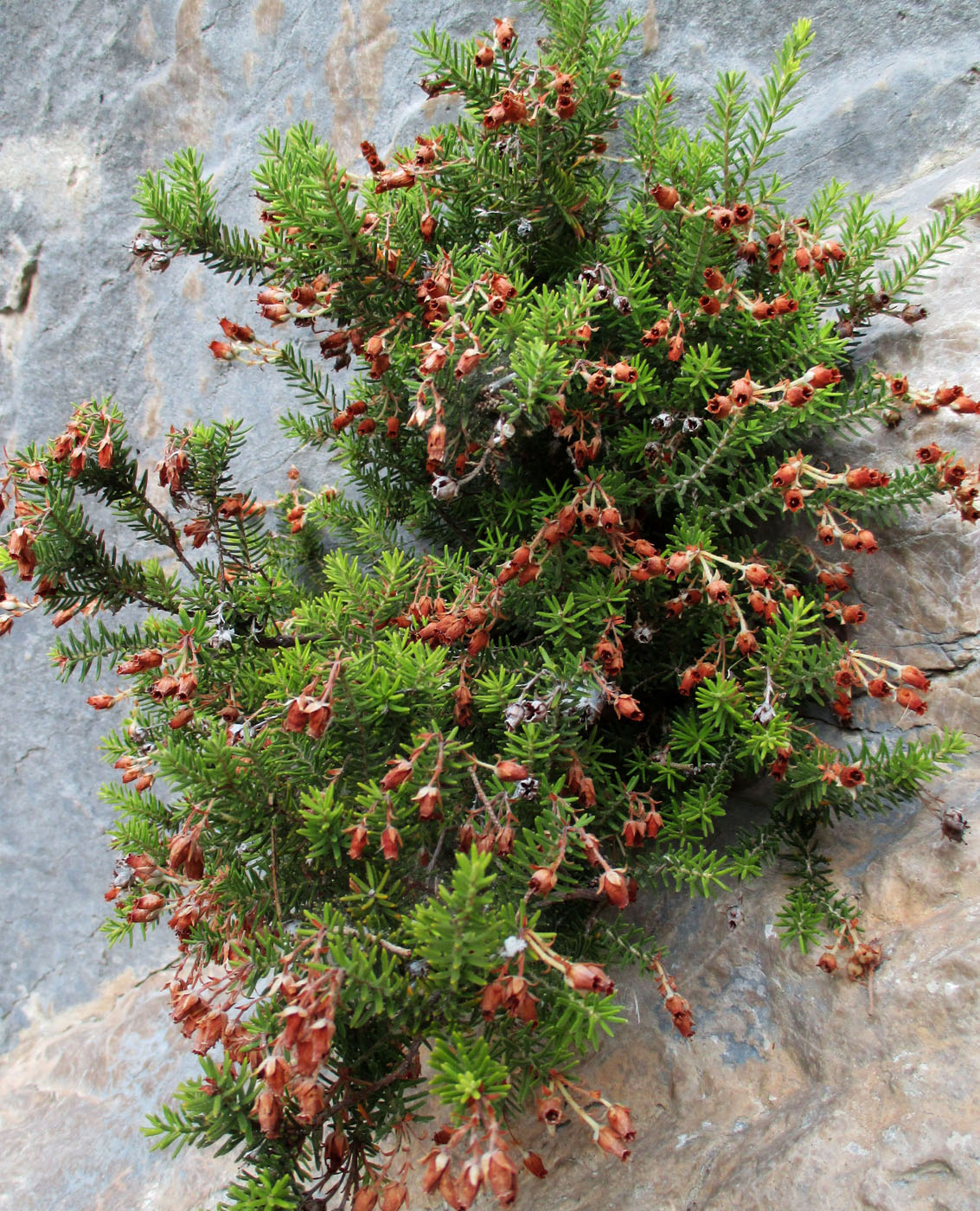 Image of Erica sicula specimen.