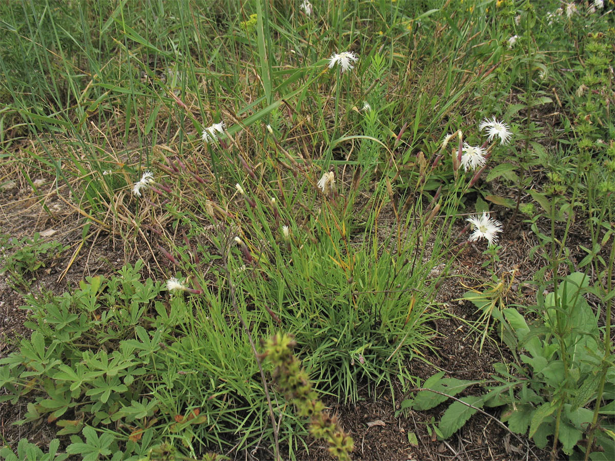 Изображение особи Dianthus pseudoserotinus.