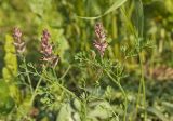 Fumaria officinalis. Верхушки цветущих побегов. Пермский край, пос. Юго-Камский, частное подворье, сорное. 30 июня 2018 г.