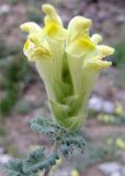 Scutellaria paradoxa