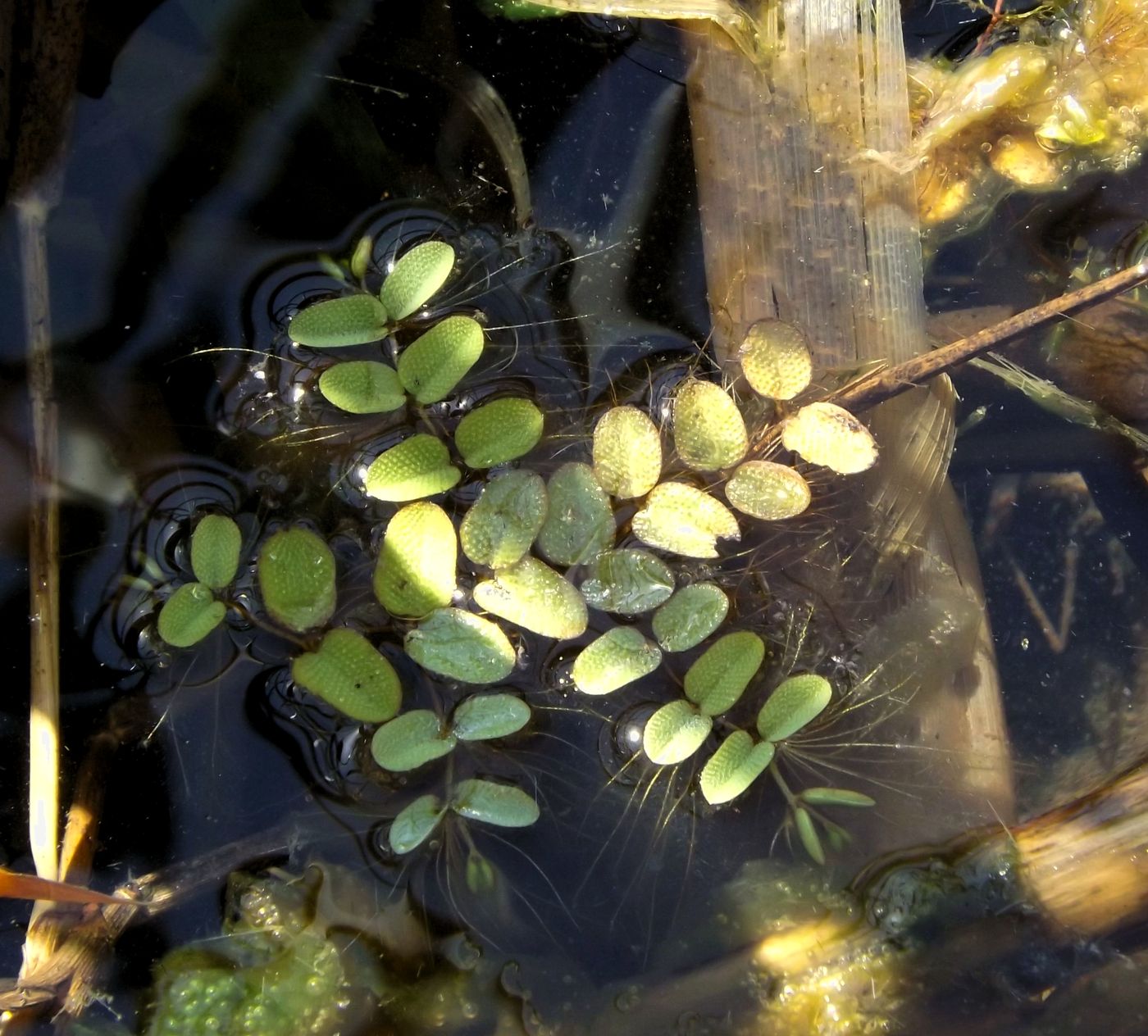 Image of Salvinia natans specimen.