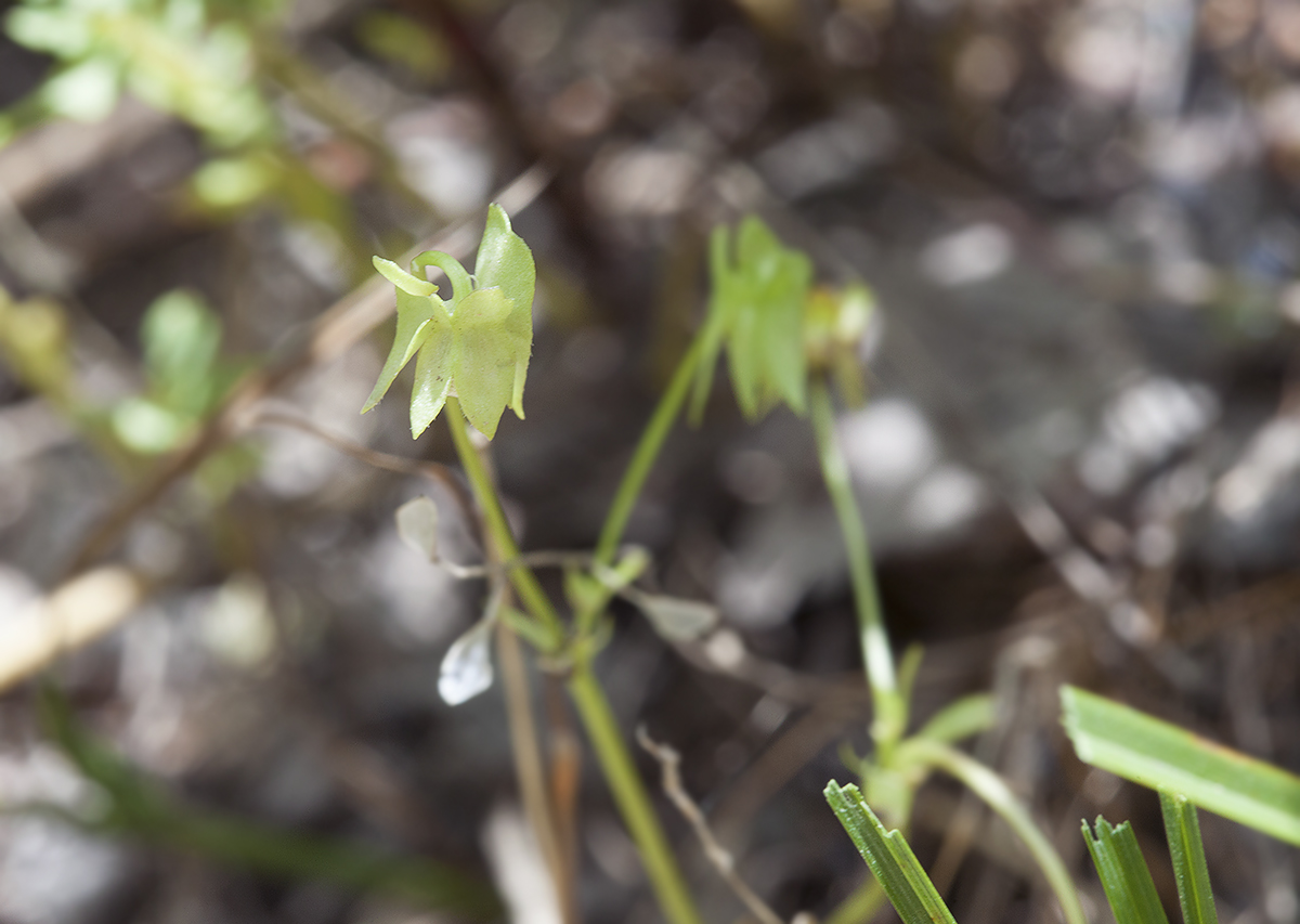 Image of Viola occulta specimen.