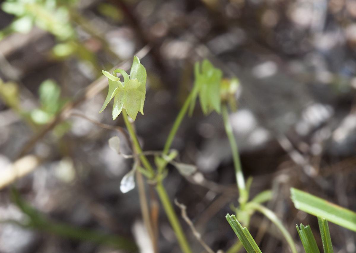 Изображение особи Viola occulta.