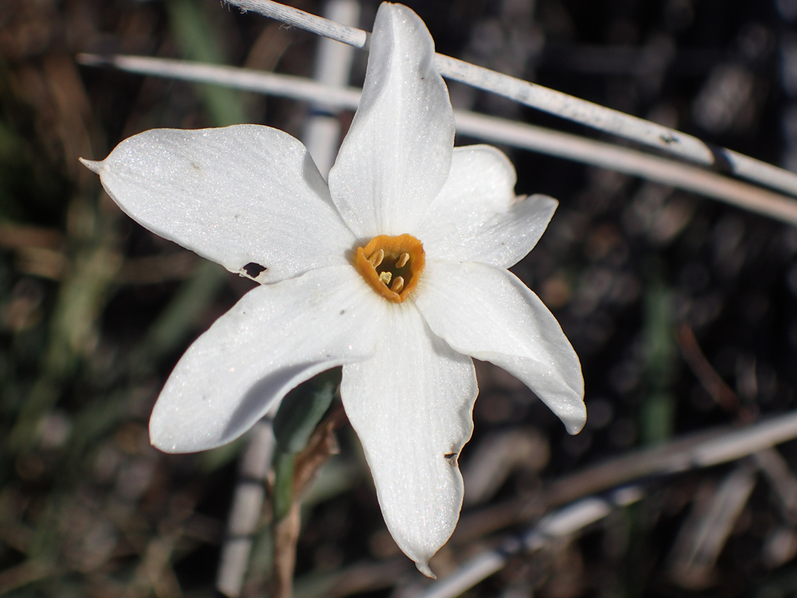 Изображение особи Narcissus obsoletus.