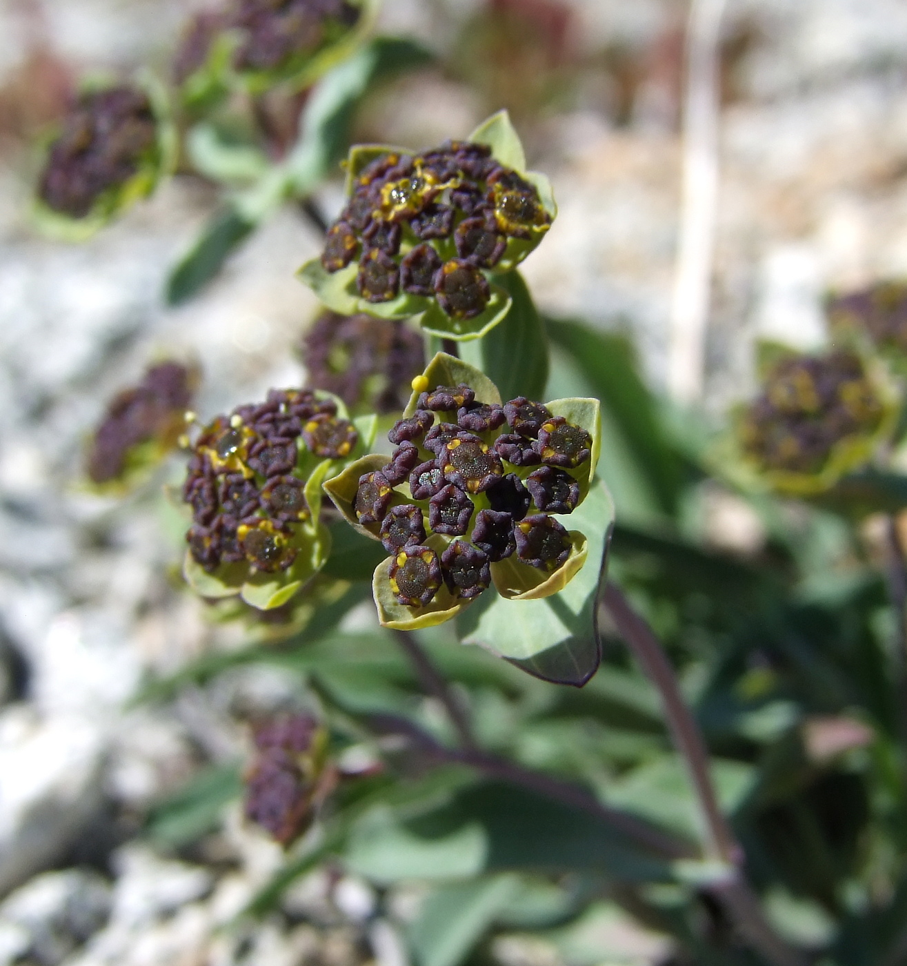 Image of Bupleurum triradiatum specimen.