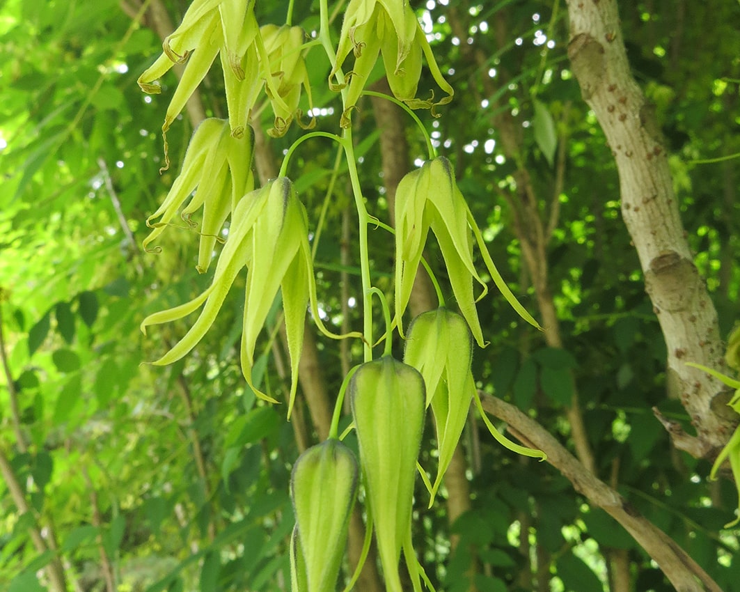 Image of Decaisnea insignis specimen.