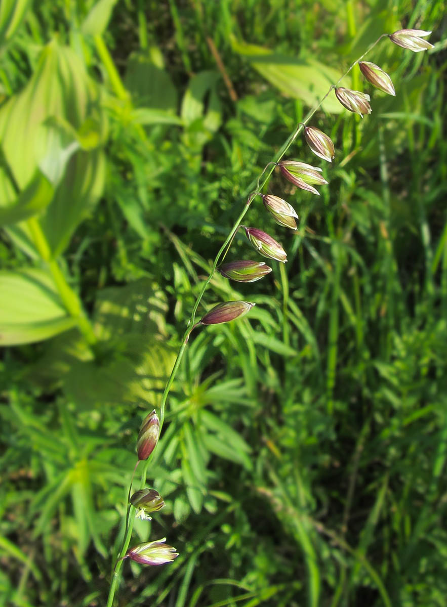 Image of Melica nutans specimen.