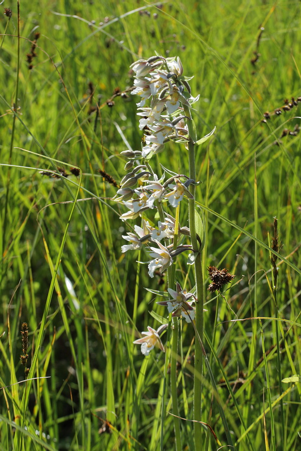 Изображение особи Epipactis palustris.