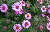 Symphyotrichum novae-angliae