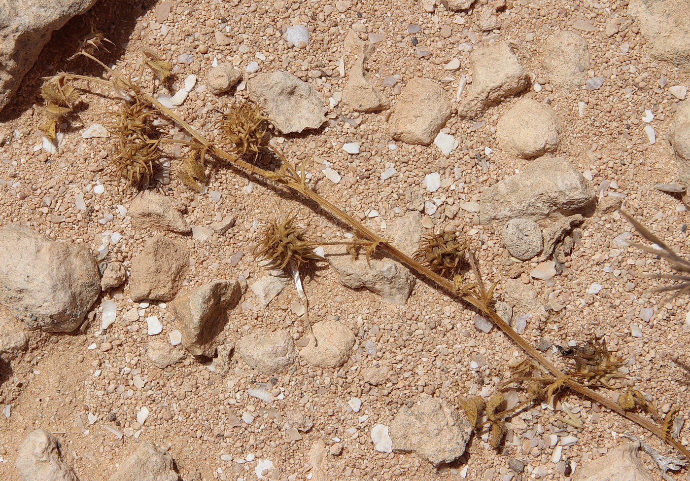 Image of Medicago polymorpha specimen.