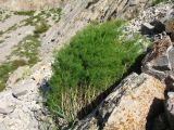 Asparagus persicus