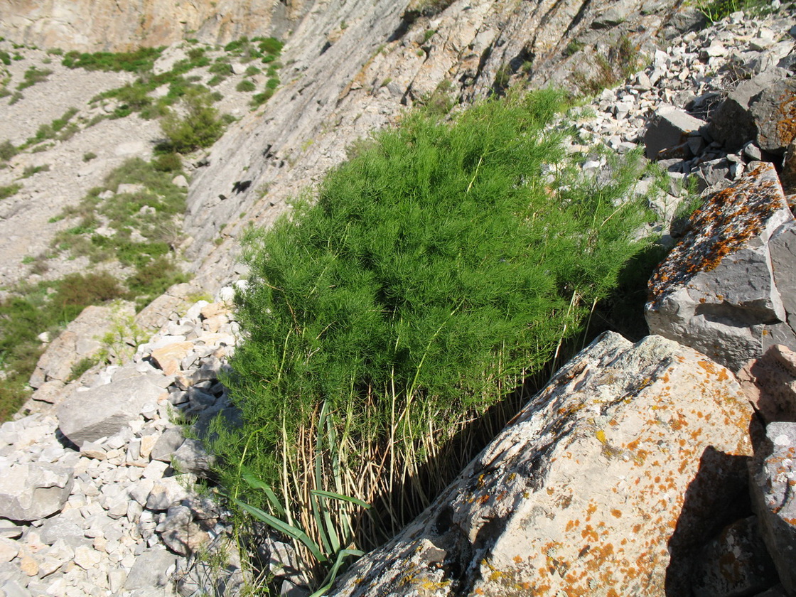Image of Asparagus persicus specimen.