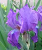 Iris &times; hybrida