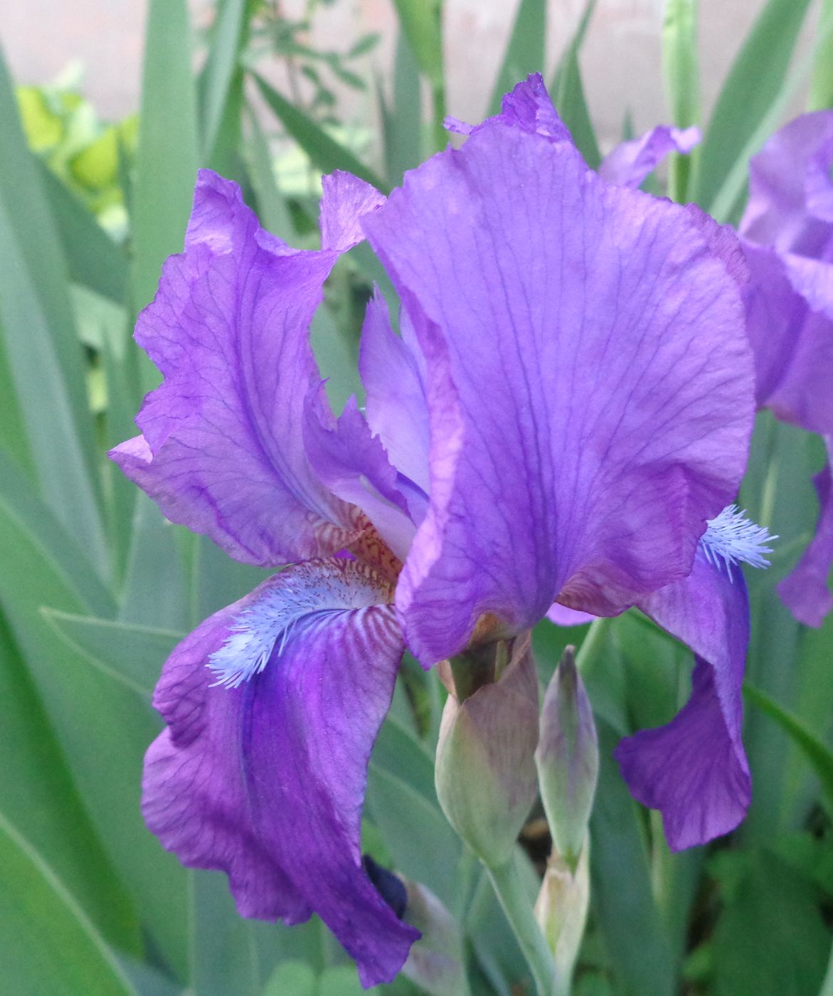Image of Iris &times; hybrida specimen.
