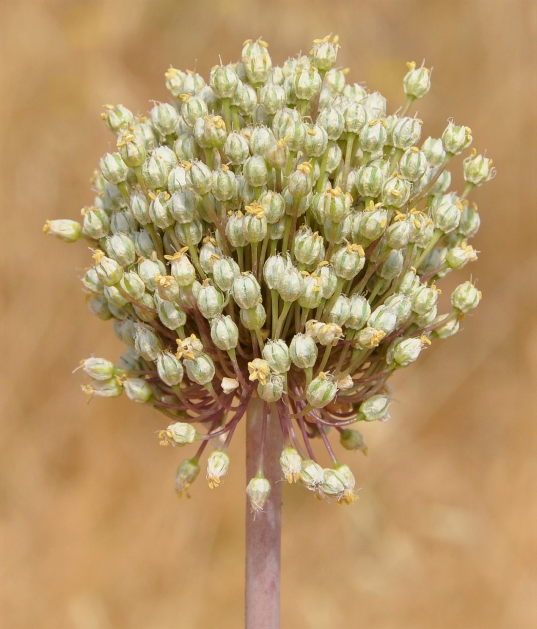 Image of Allium ampeloprasum specimen.