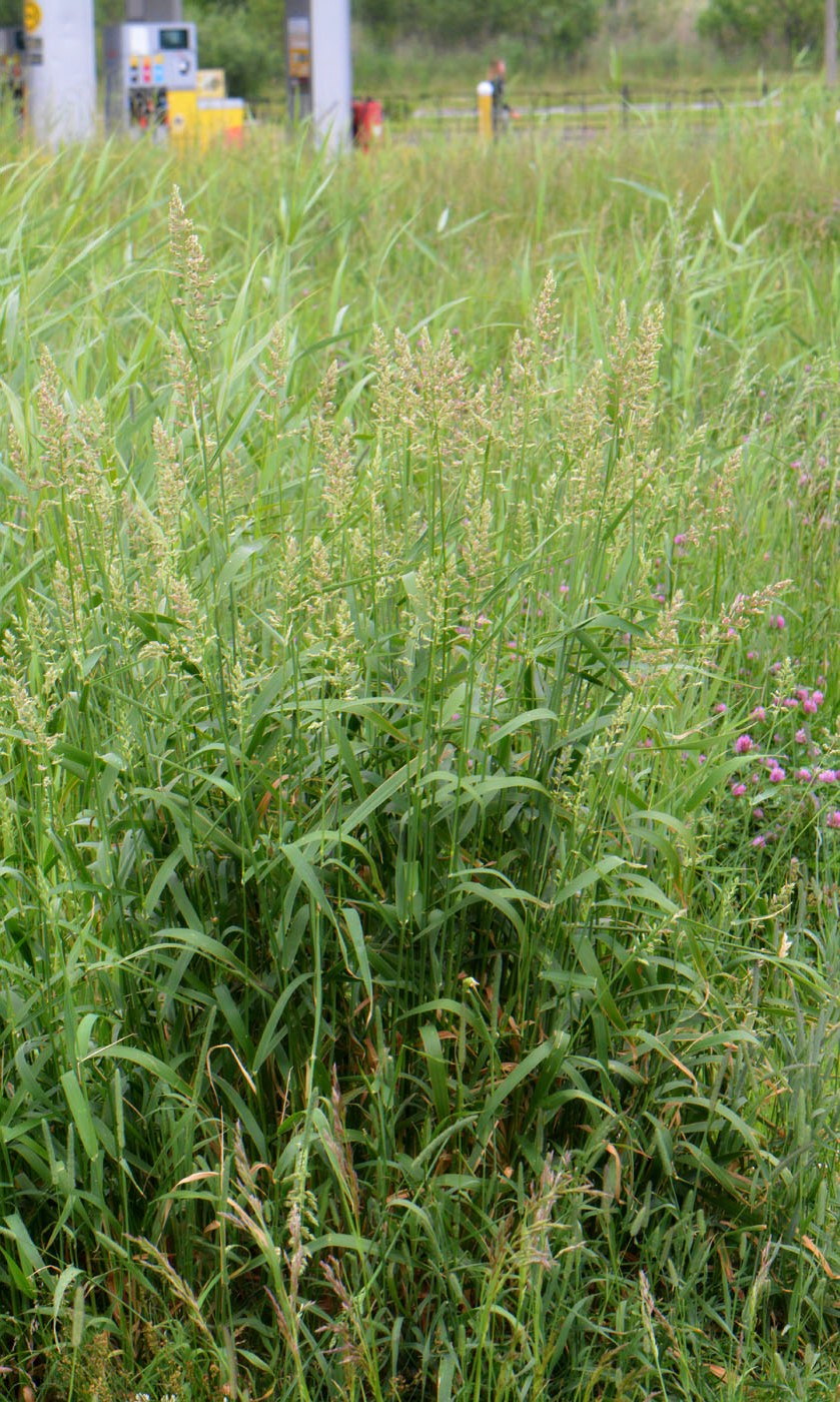 Image of Phalaroides arundinacea specimen.