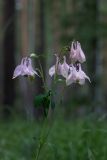 Aquilegia vulgaris. Верхушка цветущего растения. Свердловская обл., окр. г. Заречный, край Черемшанского болота, в сосново-берёзовом лесу. 26.06.2019.