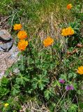 Trollius asiaticus. Цветущие растения. Алтай, Улаганский р-н, окр. с. Акташ, Курайский хребет, гора Лысуха, ≈ 2300 м н.у.м., субальпийский луг. 21.06.2019.