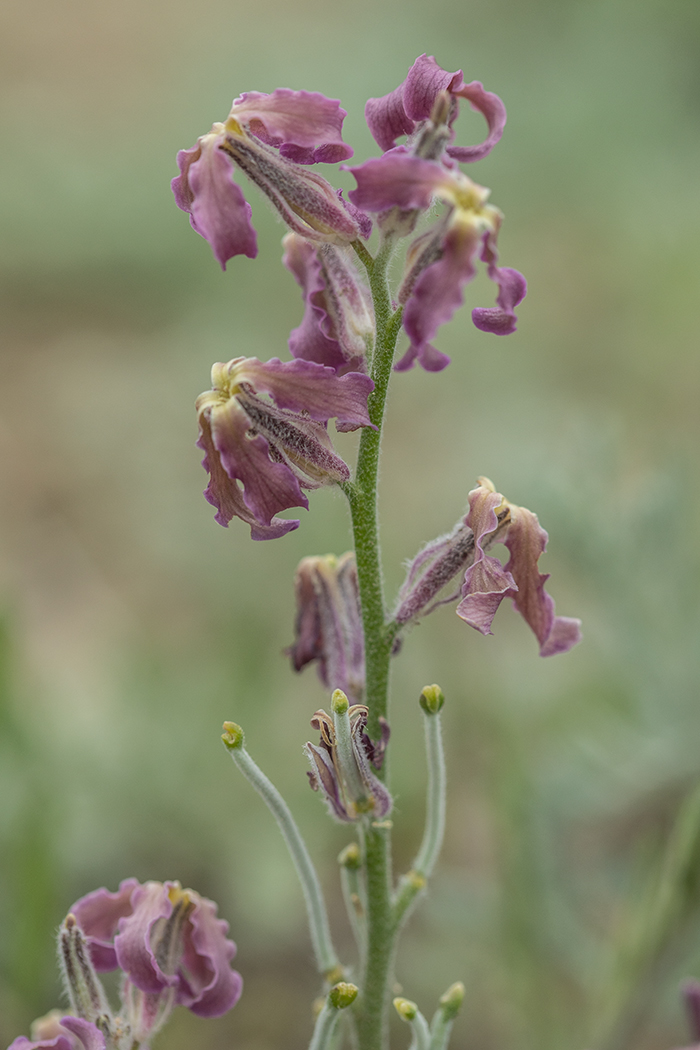 Image of Matthiola odoratissima specimen.