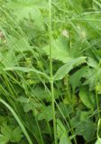 Cerastium pauciflorum. Часть побега. Алтай, Онгудайский р-н, пер. Семинский, крупнотравный субальпийский луг среди кедрового редколесья. 11 июля 2019 г.