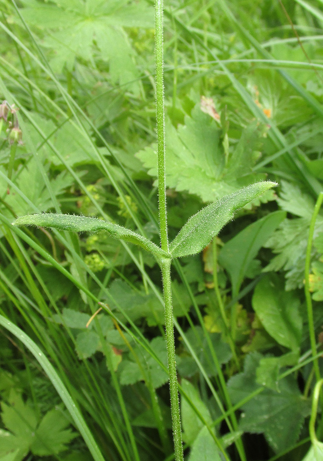 Image of Cerastium pauciflorum specimen.