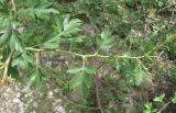 genus Crataegus. Часть ветви. Дагестан, Гергебильский р-н, окр. с. Гергебиль, ок. 800 м н.у.м., каменистый склон. 07.06.2019.