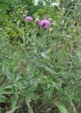 Centaurea jacea подвид substituta. Верхушка веточки с соцветиями. Краснодарский край, окр. г. Новороссийск, хр. Маркотх, окр. пер. Андреевский, опушка леса. 07.08.2019.