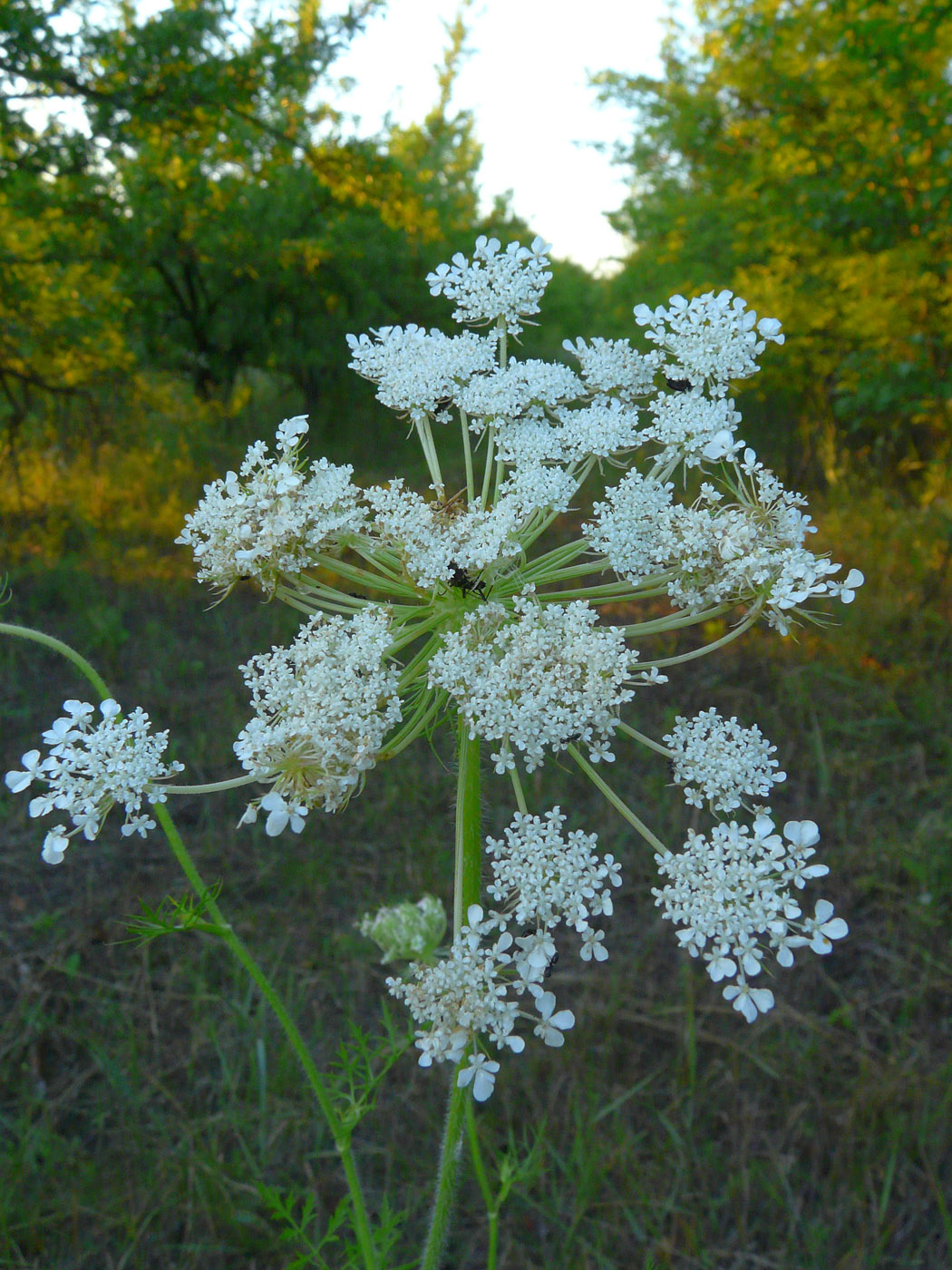 Изображение особи Daucus carota.