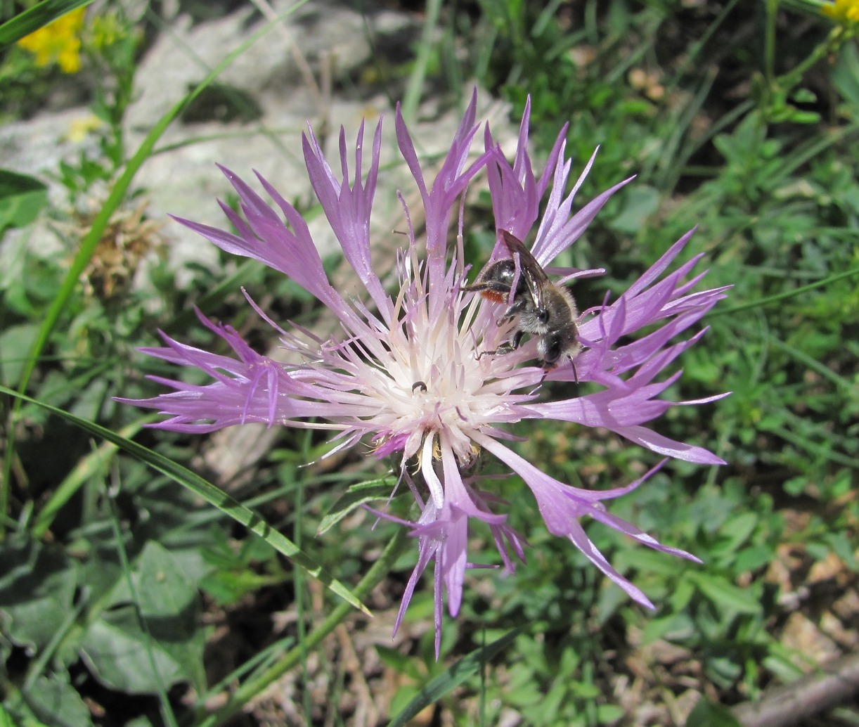 Изображение особи Psephellus leucophyllus.