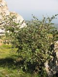 Sorbus taurica. Дерево. Крым, г. Ю. Демерджи. 21 июля 2010 г.