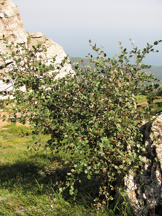 Image of Sorbus taurica specimen.