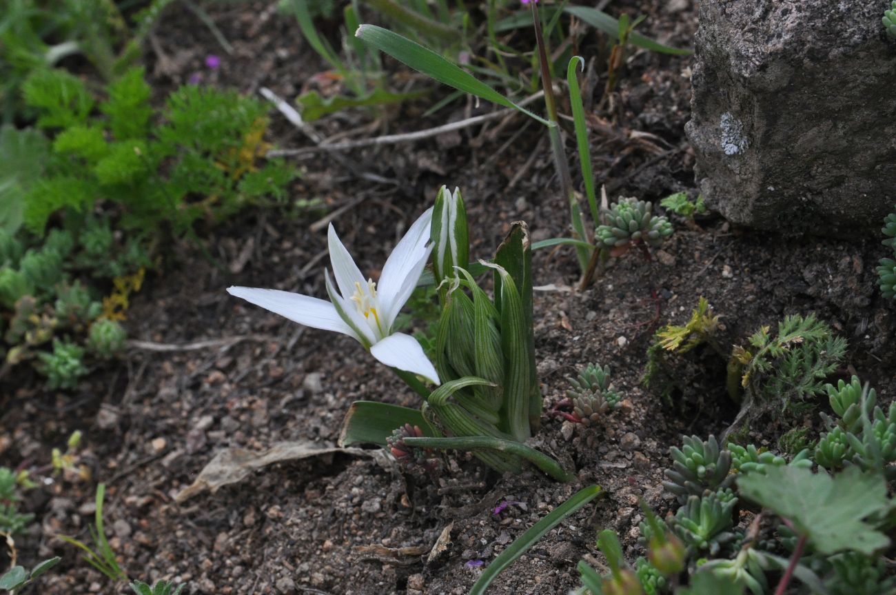 Image of genus Ornithogalum specimen.